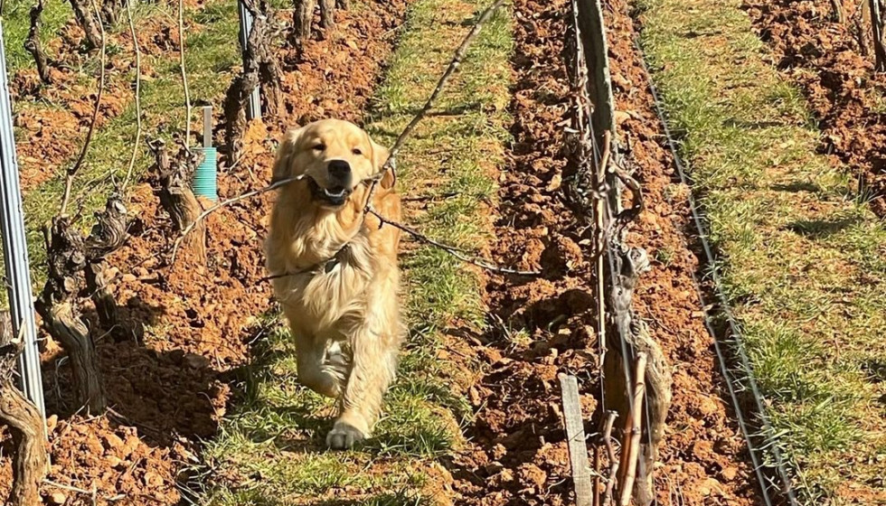 An unexpected clerk at Clos des Rocs