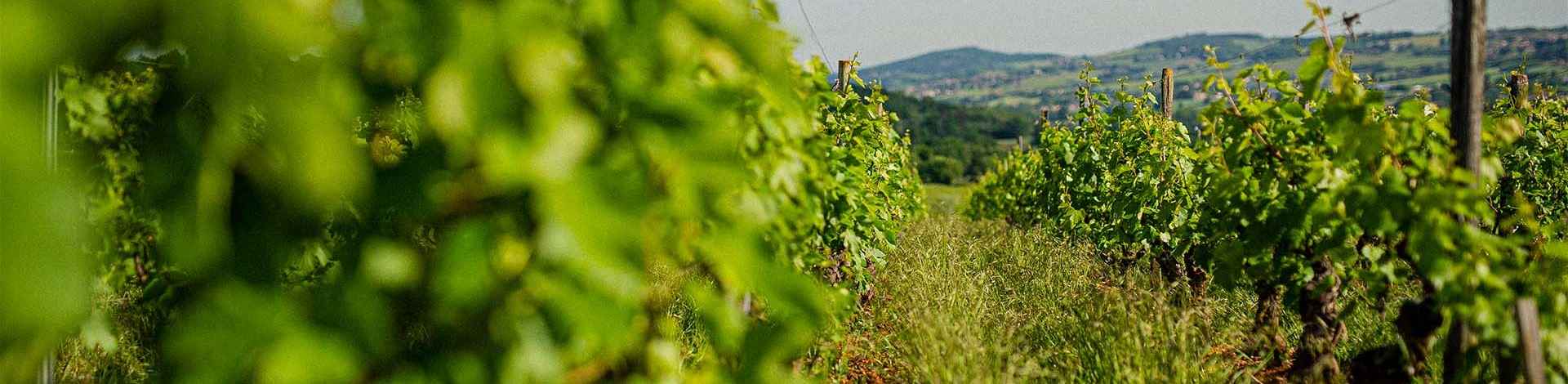 Clos des Rocs, a winery with a preserved vineyard